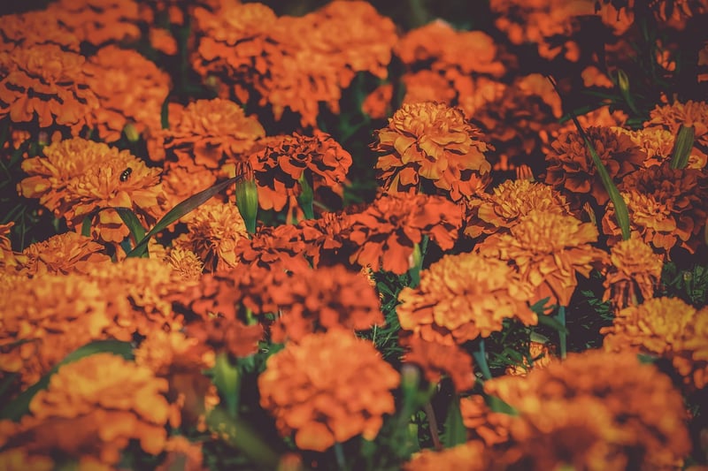 Garden Flowers